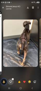 Lady Bug -  Pit Bull Terrier Dog for Adoption in Hortense, Georgia - Lady Bug | PetCurious
