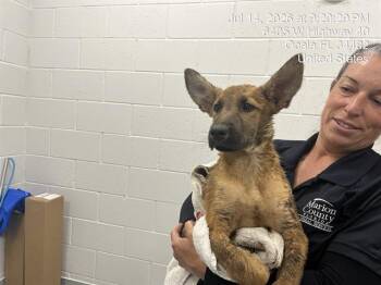 MACAW -  Australian Shepherd and Mixed Breed Dog for Adoption in Ocala, Florida - MACAW | PetCurious