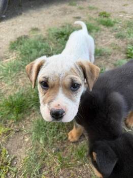 Dawn -  Mixed Breed Dog Available for Adoption in Wilsall, Montana - Dawn | PetCurious