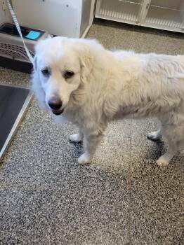 Mixed Breed Dogs Available for Adoption in Columbia, Tennessee - Opal | PetCurious