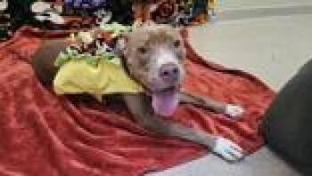 Rescue Mixed Breed Dogs for Adoption in Manitowoc, Wisconsin - Kandi | PetCurious