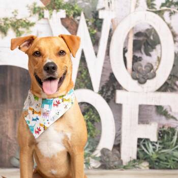 Cinnamon -  Retriever Dog for Adoption in Dallas, Texas - Cinnamon | PetCurious