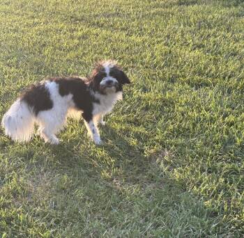 Cornelius -  Shih Tzu and Maltese Dog for Adoption in Brownstown, Indiana - Cornelius | PetCurious