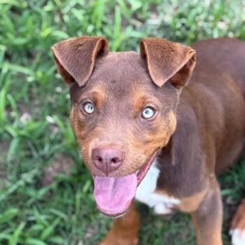 Rosie (20260917-03) -  Shepherd Dog for Adoption in Niagara Falls, Ontario - Rosie (20260917-03) | PetCurious