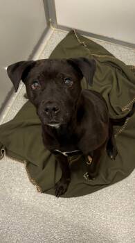 Black Labrador Retriever Dogs Available for Adoption in Manhattan, Illinois - Apple Pie | PetCurious