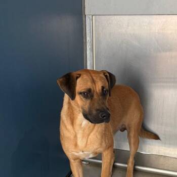Kyle -  Mixed Breed Dog for Adoption in Greenville, South Carolina - Kyle | PetCurious