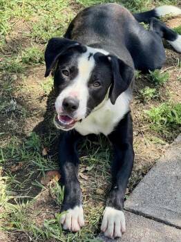 Foxxy -  Labrador Retriever Dog for Adoption in Littleton, Colorado - Foxxy | PetCurious