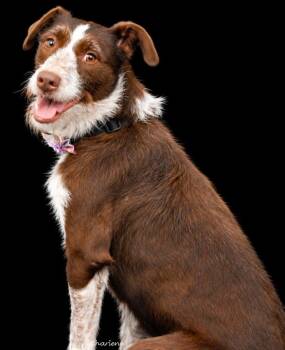 Koko -  German Wirehaired Pointer and Goldendoodle Dog for Adoption in Newland, North Carolina - Koko | PetCurious