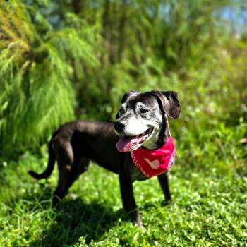 1052-D26 -  Mixed Breed Dog for Adoption in Port Charlotte, Florida - 1052-D26 | PetCurious