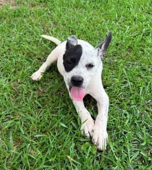 Sonny -  Australian Cattle Dog Blue Heeler and American Bully Dog for Adoption in Glocester, Rhode Island - Sonny | PetCurious