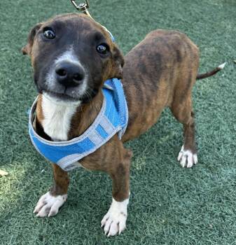 Plott Hound Dogs Available for Adoption - MOLLY | PetCurious