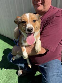 Sophia aka Bea -  Australian Shepherd and Collie Dog for Adoption in Waterloo, Illinois - Sophia Aka Bea | PetCurious