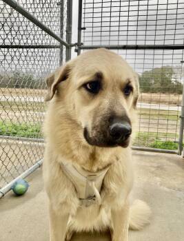 Anatolian Shepherd Dogs Available for Adoption - MAXI (MAXINE) | PetCurious