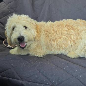 AVAILABLE 8/30... Jolie -  Poodle and Golden Retriever Dog for Adoption in Loves Park, Illinois - AVAILABLE 8/30... Jolie | PetCurious