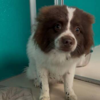 Woody C-34119 -  Pomeranian and Mixed Breed Dog for Adoption in Oklahoma City, Oklahoma - Woody C-34119 | PetCurious