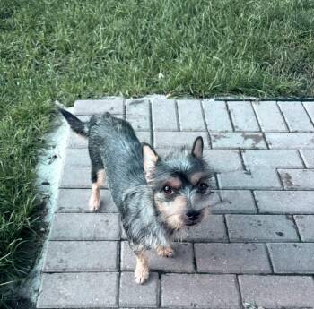 Amor -  Chihuahua and Terrier Dog for Adoption in Union Grove, Wisconsin - Amor | PetCurious