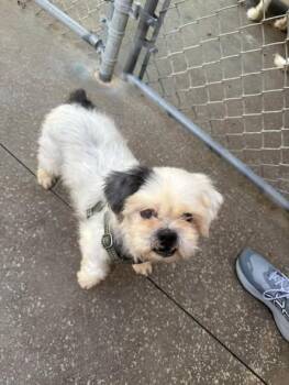 Augie -  Shih Tzu Dog for Adoption in Albion, New York - Augie | PetCurious