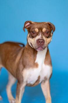 BUNNI -  Terrier Dog for Adoption in Pegram, Tennessee - BUNNI | PetCurious