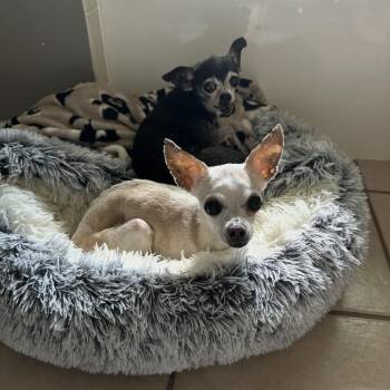 Rescue Chihuahua Dogs for Adoption in Justin, Texas - Lady And Ebony (Bonded Pair) | PetCurious