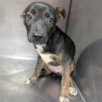 Sarah -  Shepherd Dog for Adoption in Birmingham, Alabama - Sarah | PetCurious