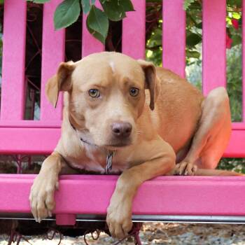 Jude -  Pit Bull Terrier Dog for Adoption in Wake Forest, North Carolina - Jude | PetCurious