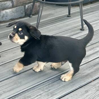Buzz -  Australian Shepherd Dog for Adoption in Holiday Hills, Illinois - Buzz | PetCurious