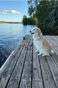 Pearl 4255 -  Golden Retriever and Great Pyrenees Dog for Adoption in Pickering, Ontario - Pearl 4255 | PetCurious