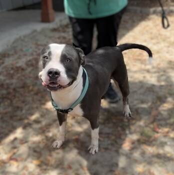 Cheeseburger -  American Bully Dog for Adoption in Slidell, Louisiana - Cheeseburger | PetCurious