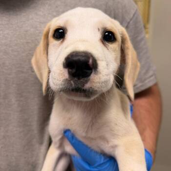 Alvin -  Hound and Mixed Breed Dog for Adoption in Birmingham, Alabama - Alvin | PetCurious