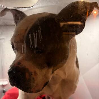 Frankie Valli -  Mixed Breed Dog for Adoption in Philadelphia, Pennsylvania - Frankie Valli | PetCurious