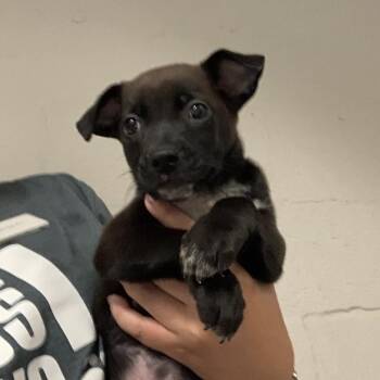 Quinn Barkers -  Terrier and Mixed Breed Dog for Adoption in Austin, Texas - Quinn Barkers | PetCurious