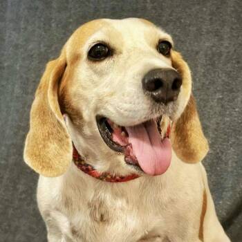Mama Dog -  Hound Dog for Adoption in Brewton, Alabama - Mama Dog | PetCurious