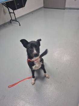 DAPHNE -  Border Collie and Mixed Breed Dog for Adoption in St. Cloud, Florida - DAPHNE | PetCurious
