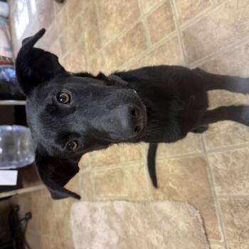 Rescue Black Labrador Retriever Dogs for Adoption in Guthrie, Oklahoma - Smoke | PetCurious
