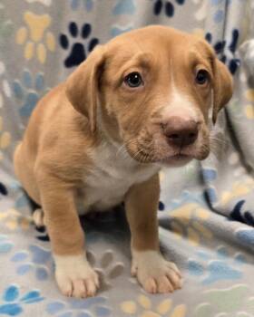 Pit Bull Terrier and Mixed Breed Dogs Available for Adoption in Murphysboro, Illinois - Mint Chip | PetCurious