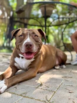 Pit Bull Terrier and Labrador Retriever Dogs Available for Adoption in Friendswood, Texas - Beso Kissy Kissy Sweetheart | PetCurious