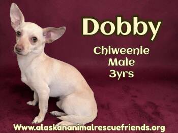 Chihuahua and Dachshund Dogs Available for Adoption - Dobbie | PetCurious