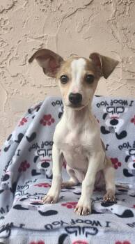 Yumii -  Dachshund and Chihuahua Dog for Adoption in Orlando, Florida - Yumii | PetCurious