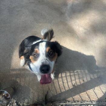 Arlo -  Collie Dog Available for Adoption in Enterprise, Alabama - Arlo | PetCurious
