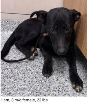 Hera -  Black Labrador Retriever and Shepherd Dog for Adoption in Oswego, Illinois - Hera | PetCurious