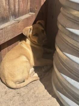 Shepherd Dogs Available for Adoption - Tau (A1244094) | PetCurious