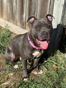 Rescue Mixed Breed Dogs for Adoption in West Chester, Pennsylvania - Kollie | PetCurious