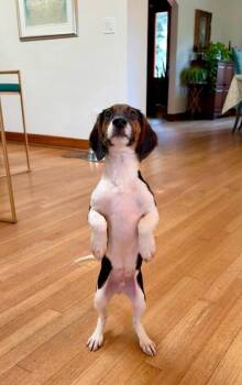 Freddie -  Beagle Dog for Adoption in Parker, Colorado - Freddie | PetCurious