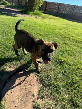 Rescue Pit Bull Terrier and Mixed Breed Dogs for Adoption in Yuma, Arizona - Bam Bam | PetCurious