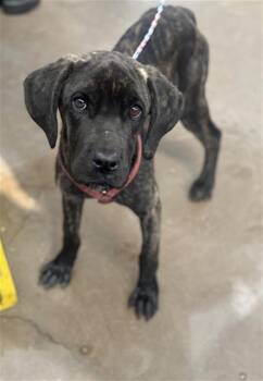 Mixed Breed Dogs Available for Adoption - LENNIE | PetCurious