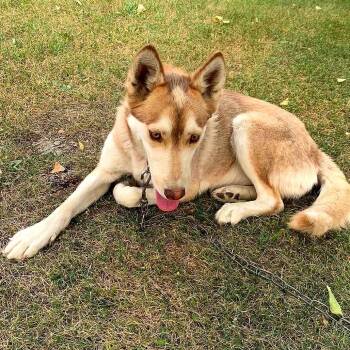 Cinder -  Siberian Husky and Belgian Shepherd Malinois Dog for Adoption in Tonasket, Washington - Cinder | PetCurious