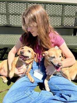 Mixed Breed Dogs Available for Adoption in Wichita, Kansas - Kitty Kat | PetCurious