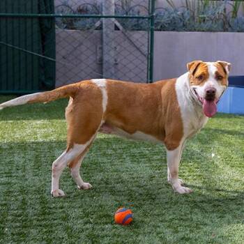 Labrador Retriever and Mixed Breed Dogs Available for Adoption in Pasadena, California - Girlypop | PetCurious