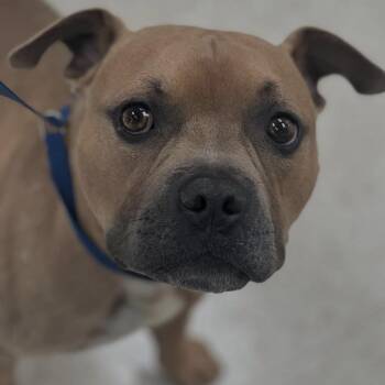 Rescue Pit Bull Terrier Dogs for Adoption in Berkeley, California - Chico | PetCurious