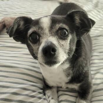 Penny -  Chihuahua Dog for Adoption in Santa Fe, Texas - Penny | PetCurious